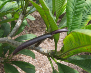 Camelot plumeria seedpod