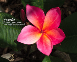 Camelot plumeria