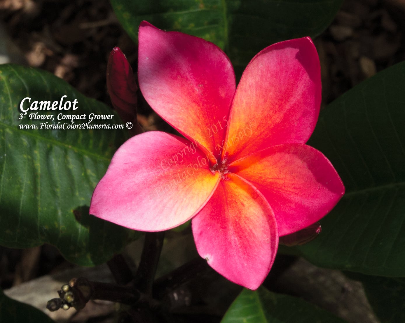 Camelot plumeria flower