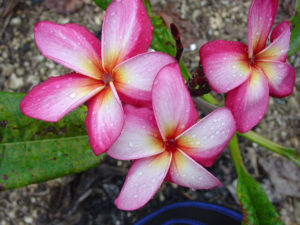 Gulfstream plumeria