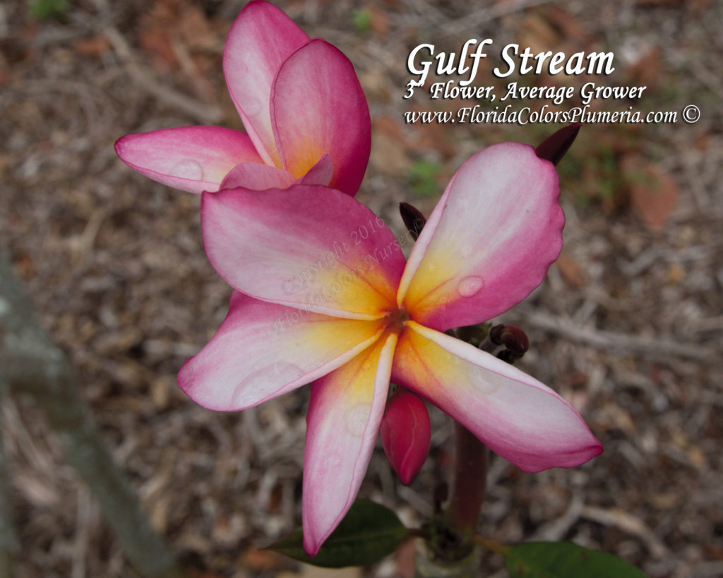 Gulfstream plumeria photo