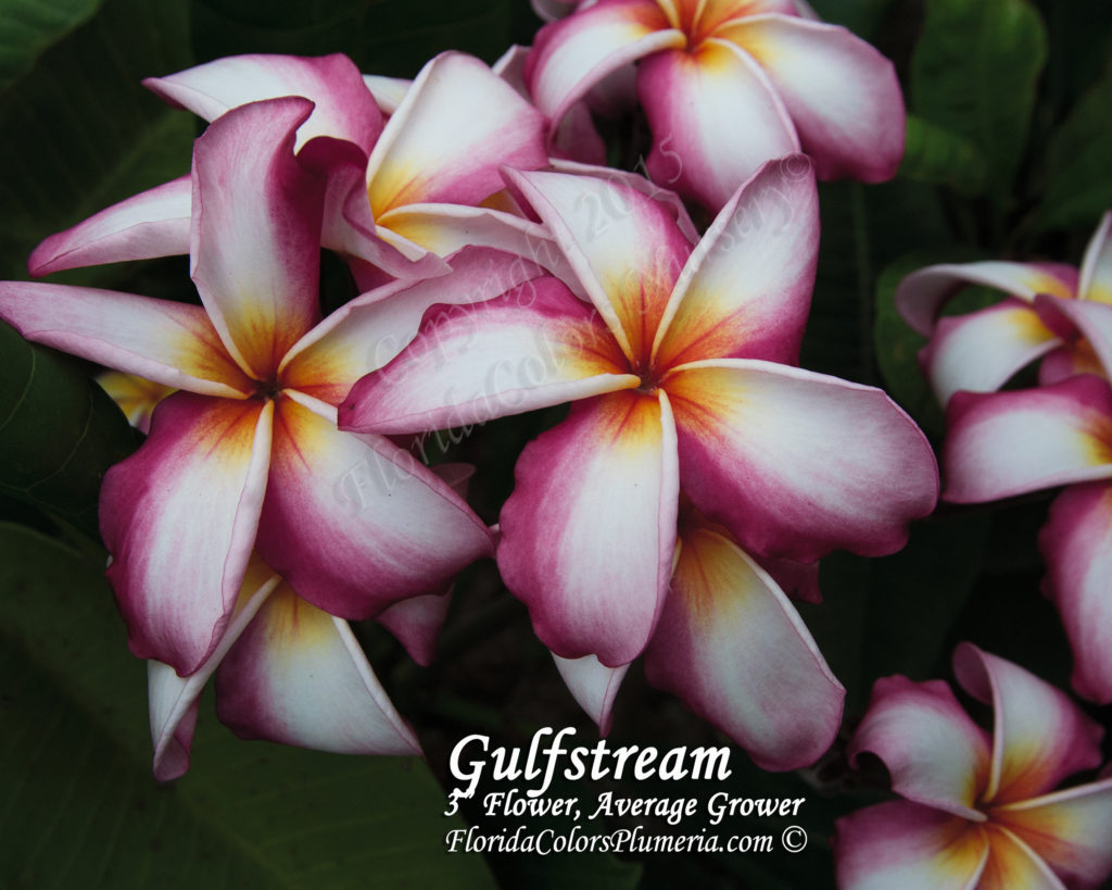 Gulfstream plumeria photo