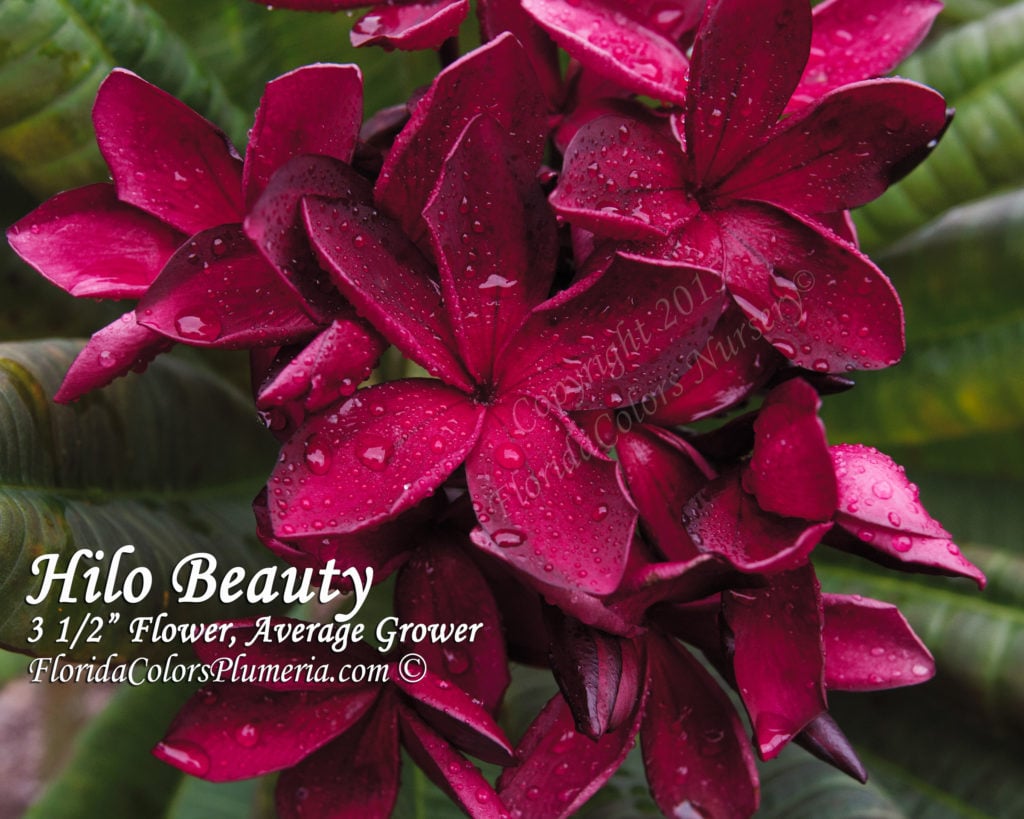 Hilo Beauty plumeria photo