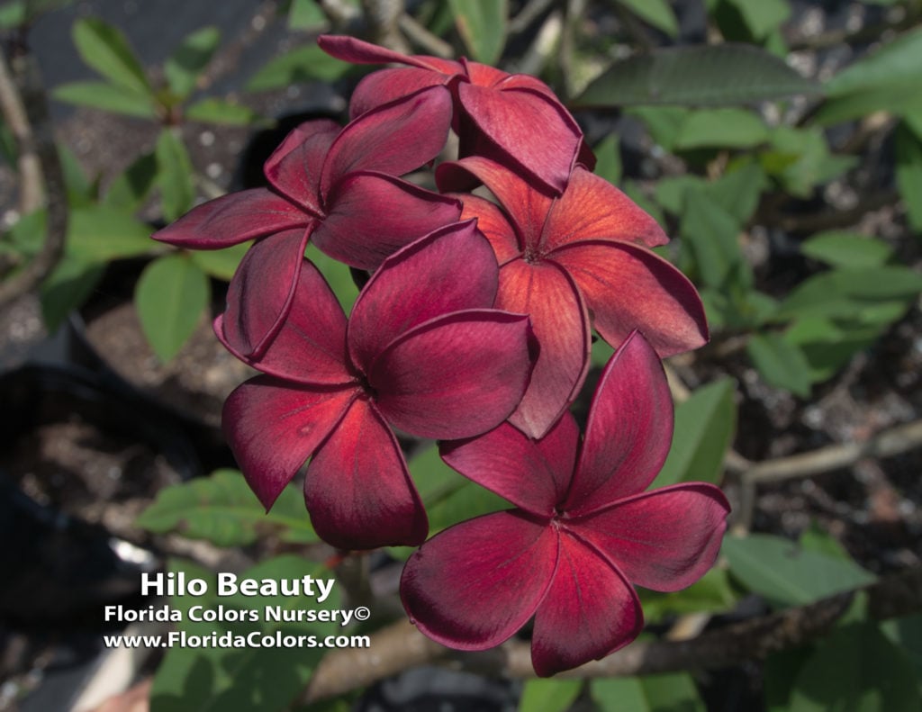 Hilo Beauty plumeria photo