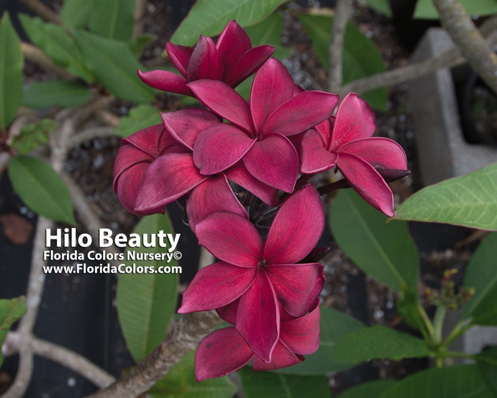 Hilo Beauty plumeria photo