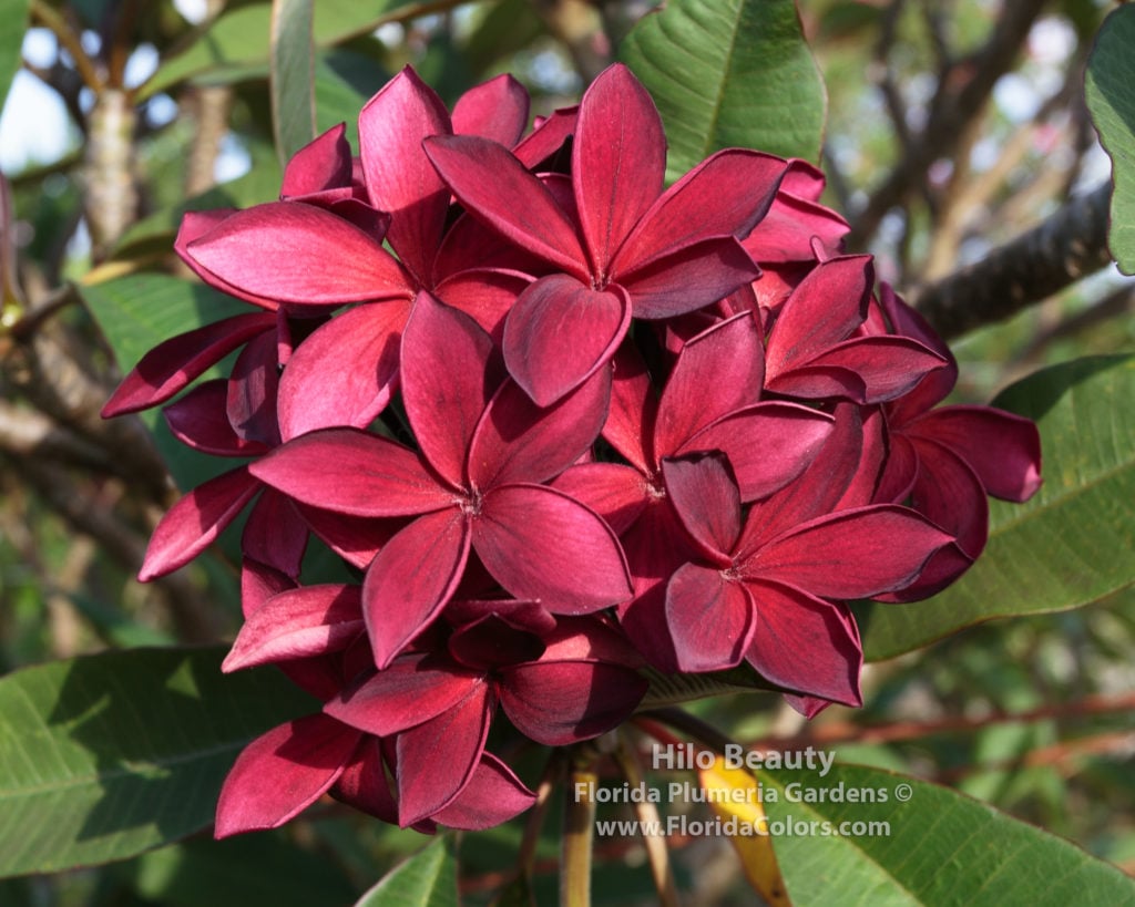 Hilo Beauty plumeria photo