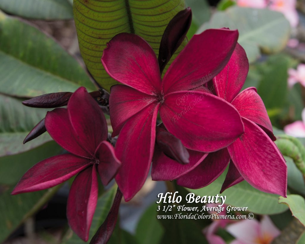 Hilo Beauty plumeria photo