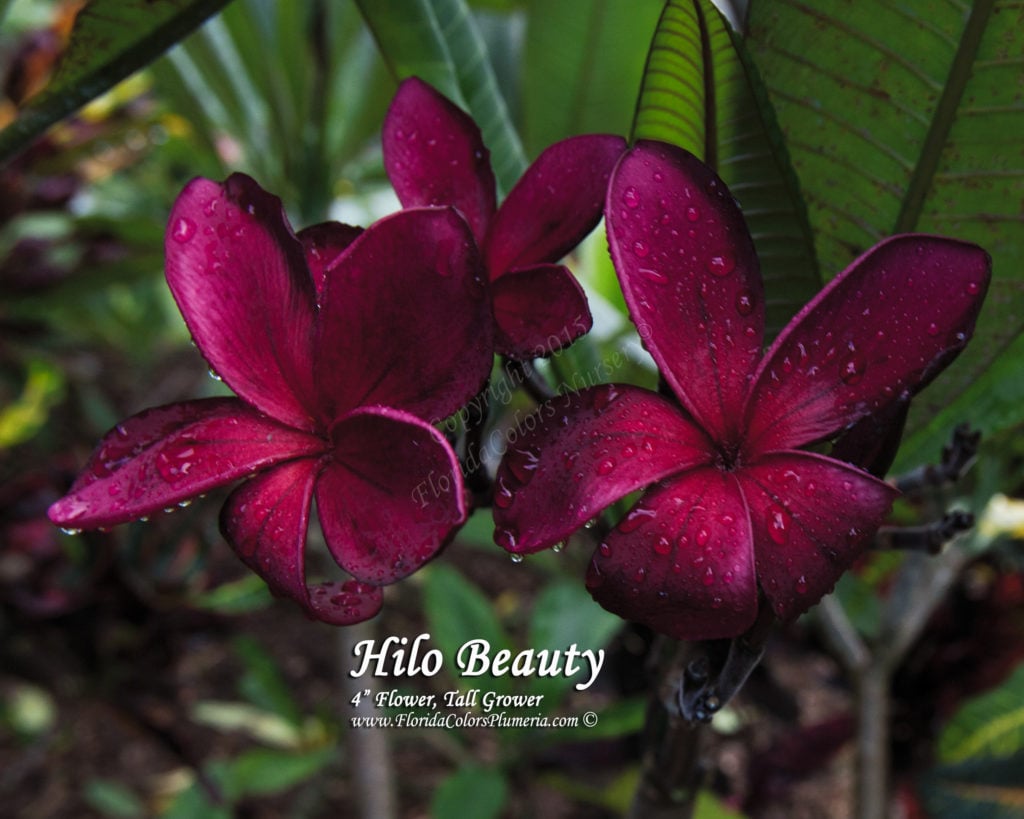 Hilo Beauty plumeria photo