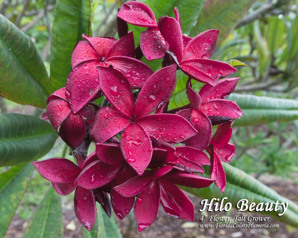 Hilo Beauty plumeria photo