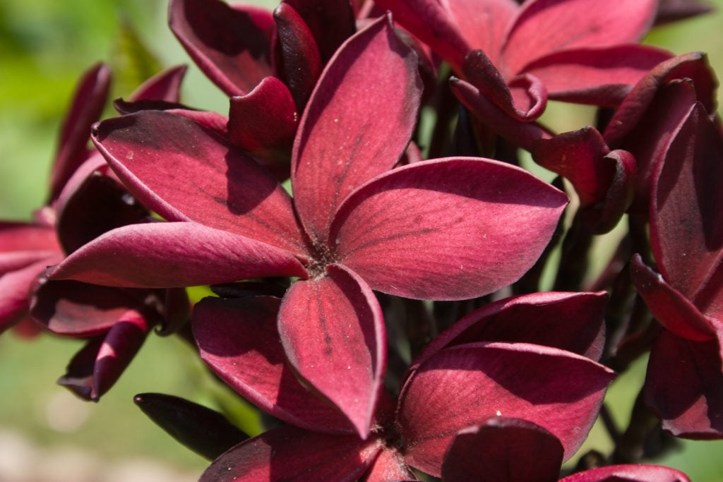 Hilo Beauty plumeria photo