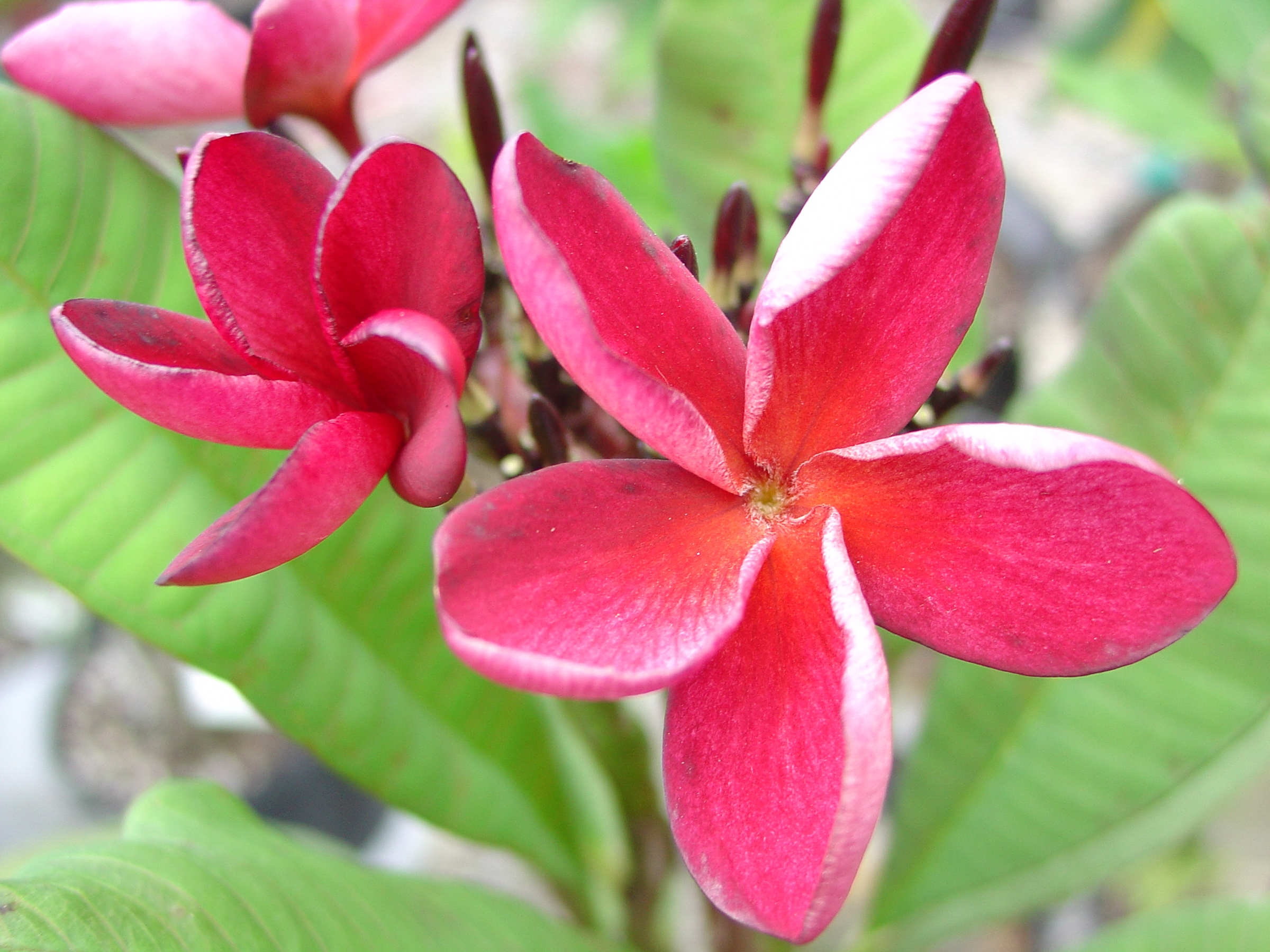 Hong Red plumeria photo