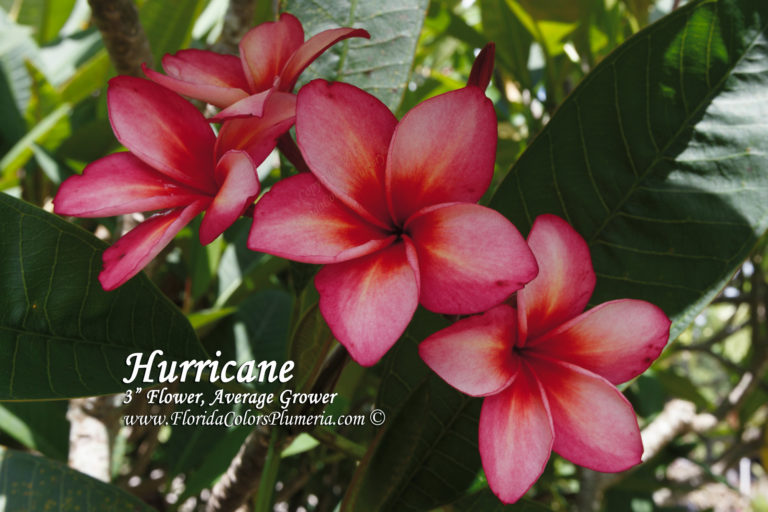 Hurricane plumeria photo