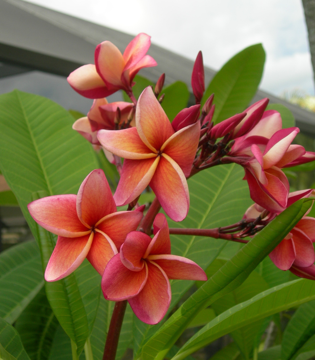 India plumeria photo