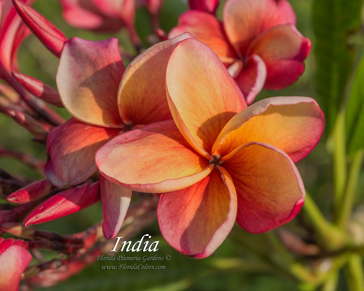 India plumeria photo