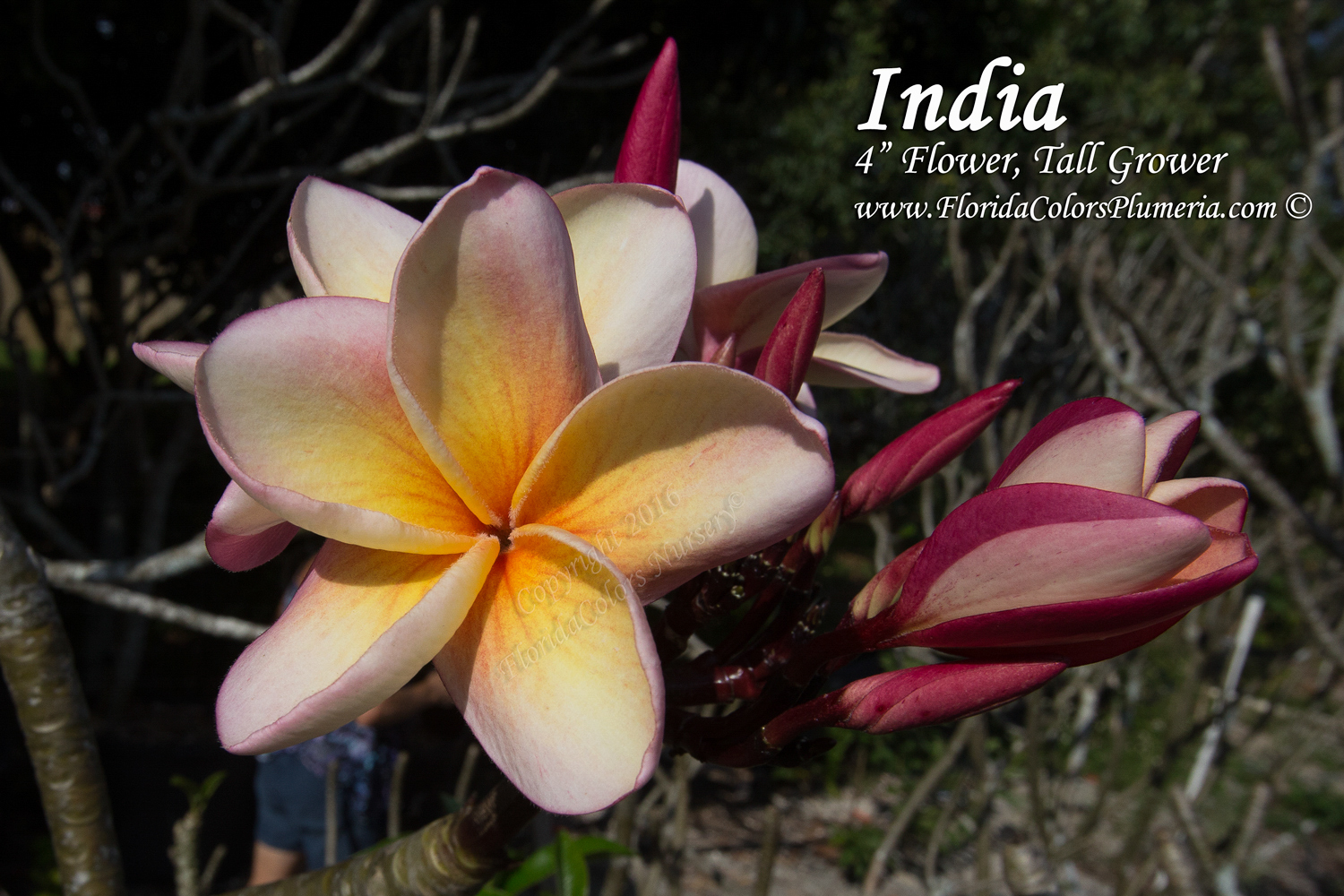 India plumeria photo