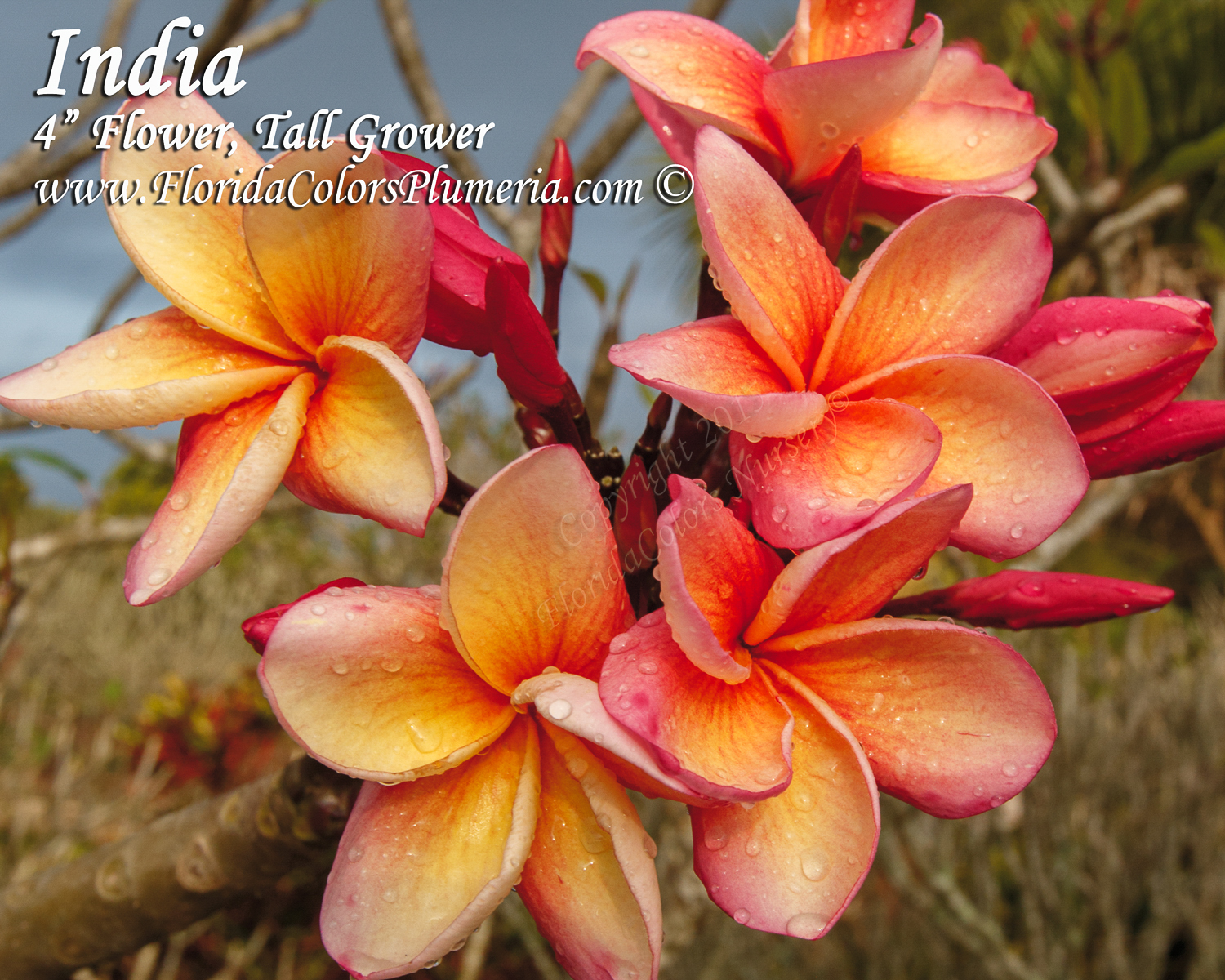India plumeria photo