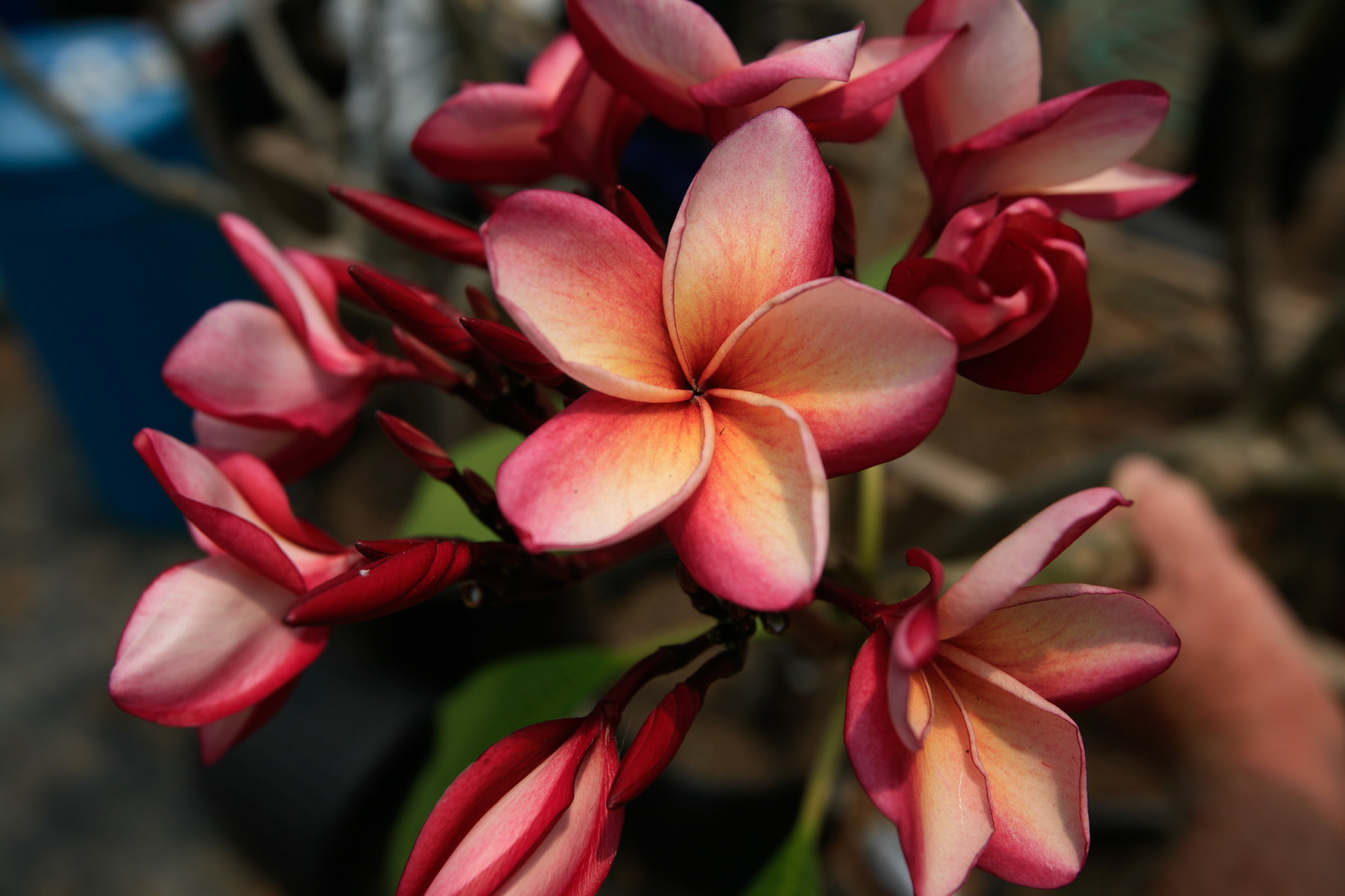 India plumeria photo