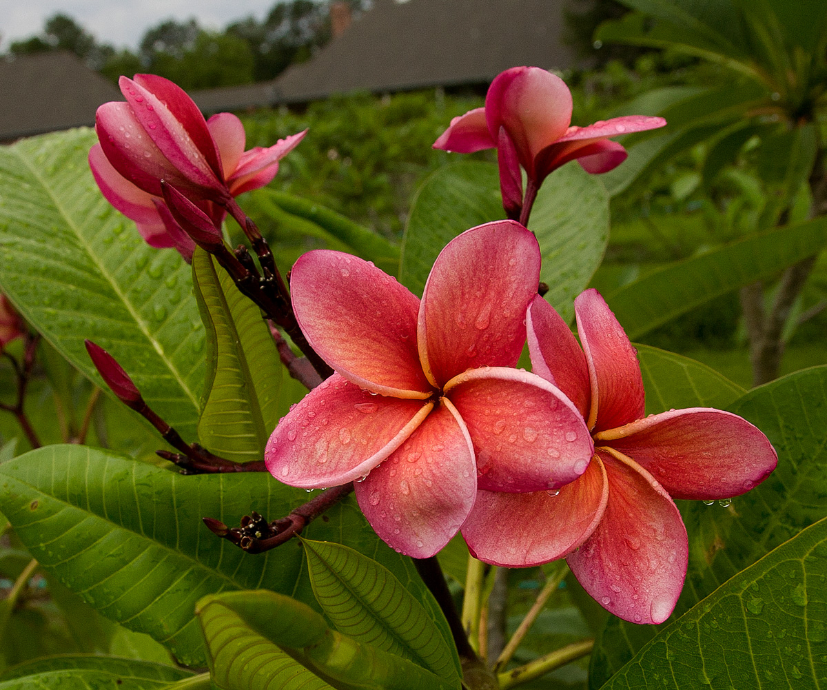 India plumeria photo
