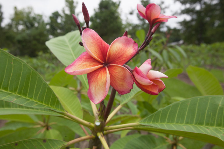 India plumeria photo