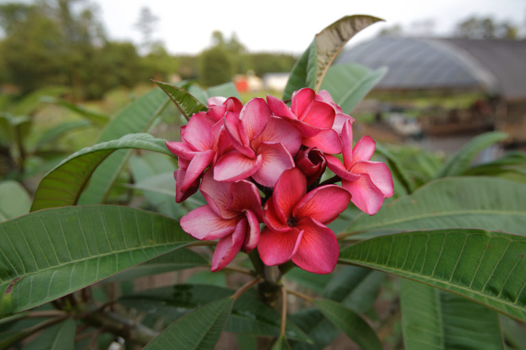 Irma 5 plumeria photo