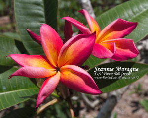Jeannie Moragne plumeria