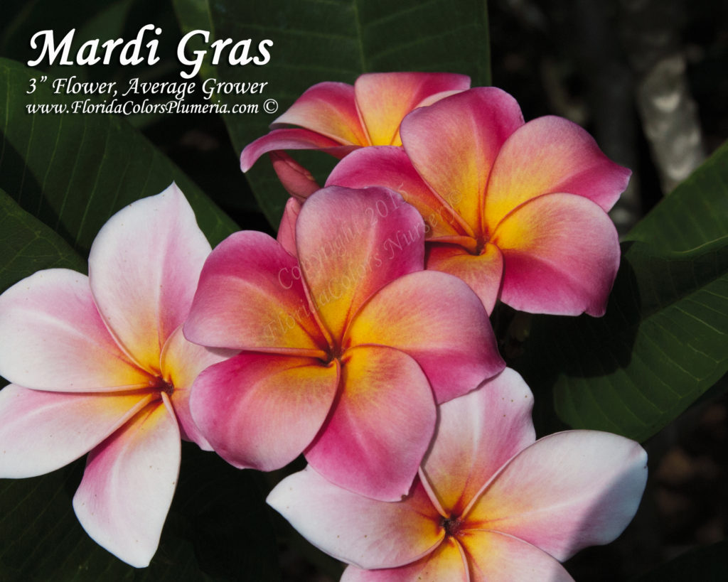 Mardi Gras plumeria photo