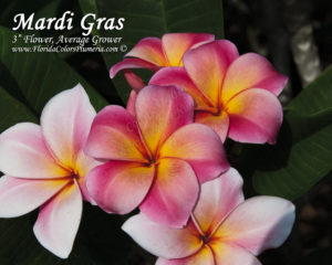 Mardi Gras thumbnail