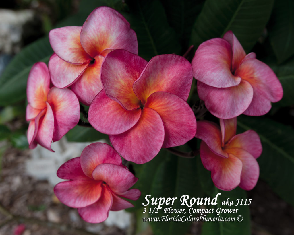 Super Round plumeria photo