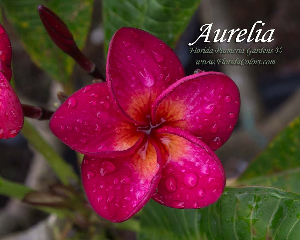 Aurelia plumeria photo