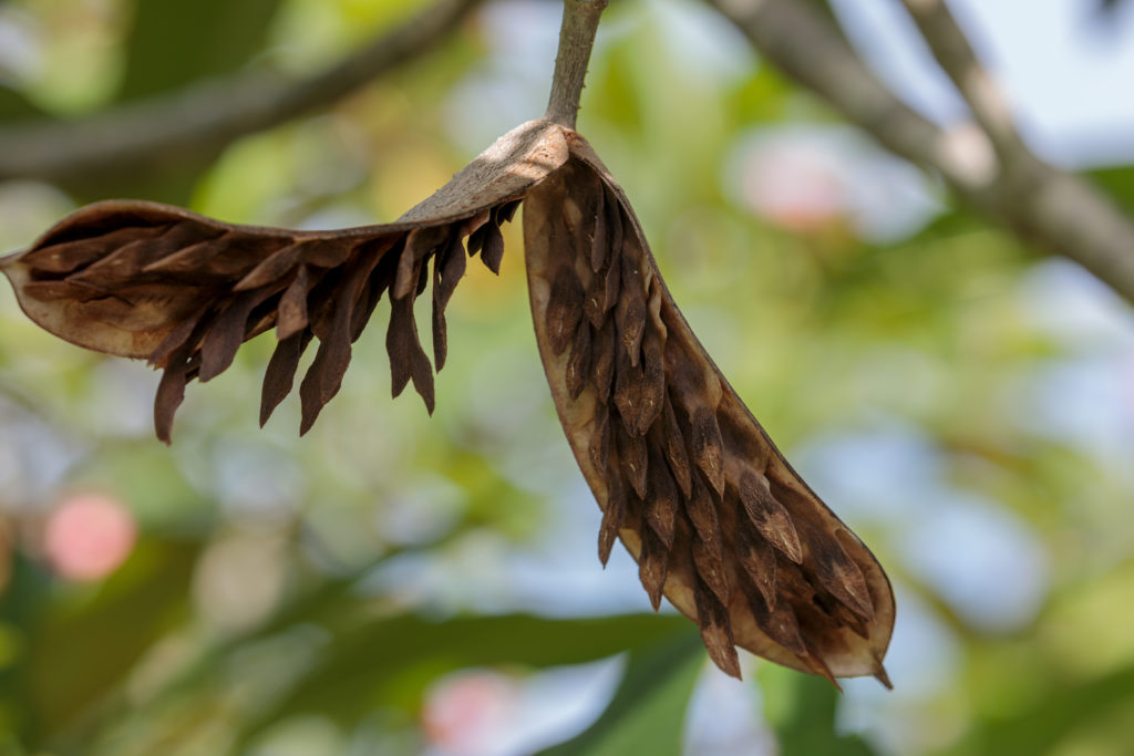 Plumeria Seed Pods - The Plumeria Database