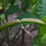 Lemon Drop photo preview