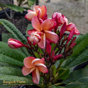 Bangkok Flame plumeria