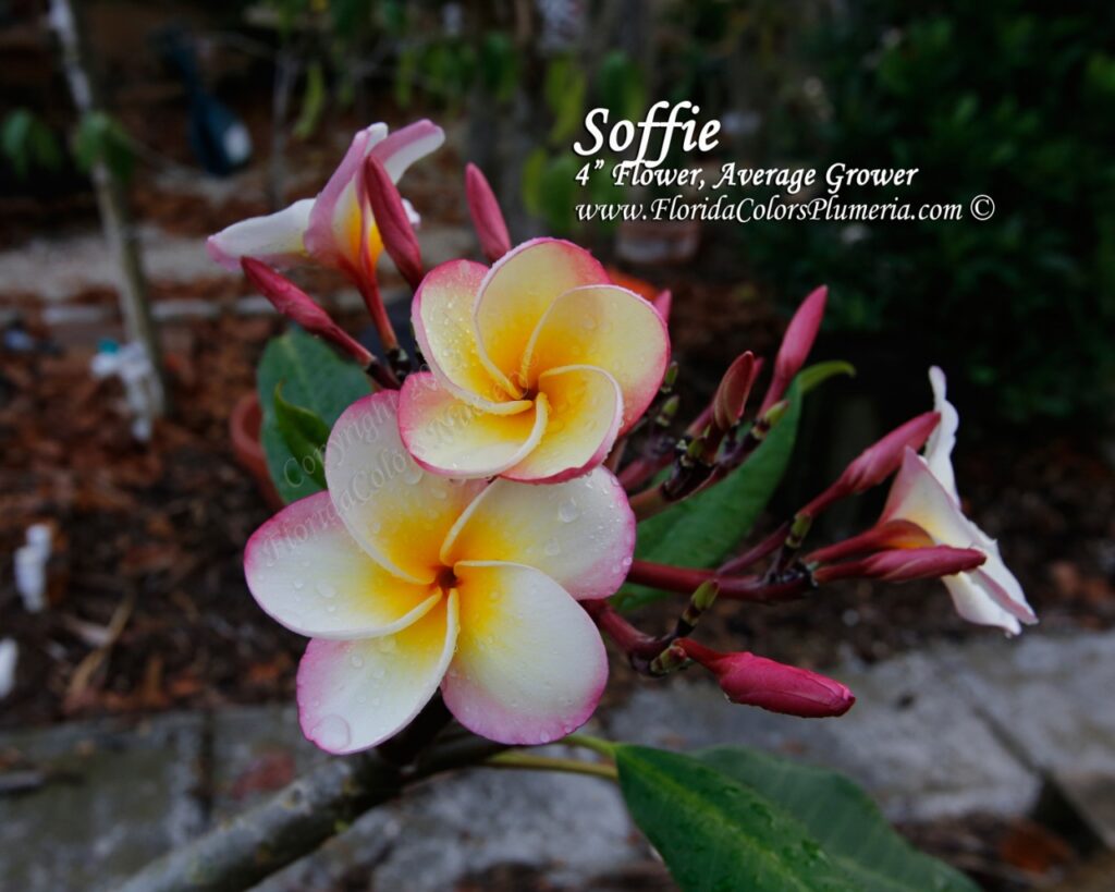 Texas Soffie plumeria photo