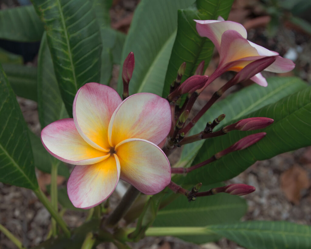 Texas Soffie plumeria photo