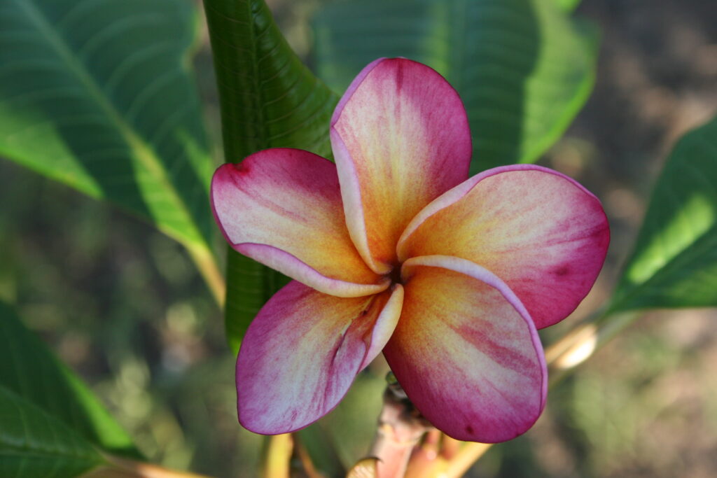 Texas Soffie plumeria photo