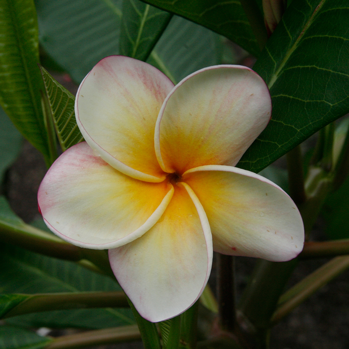 Texas Soffie plumeria photo