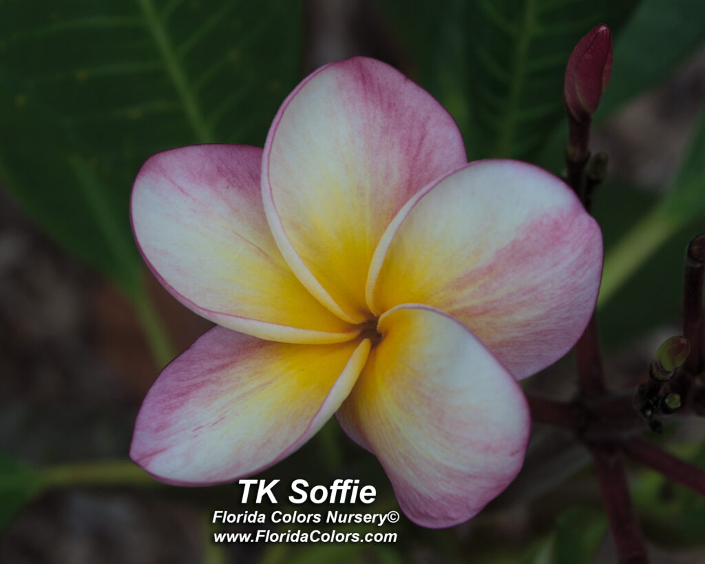 Texas Soffie plumeria photo