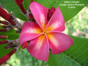 Abby's Dream flower