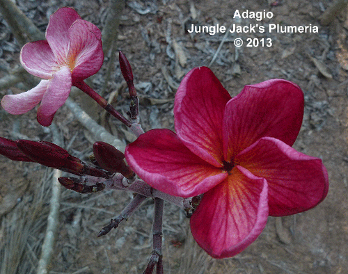 Adagio plumeria photo