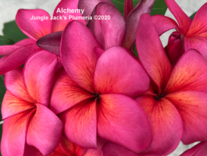 Alchemy thumbnail