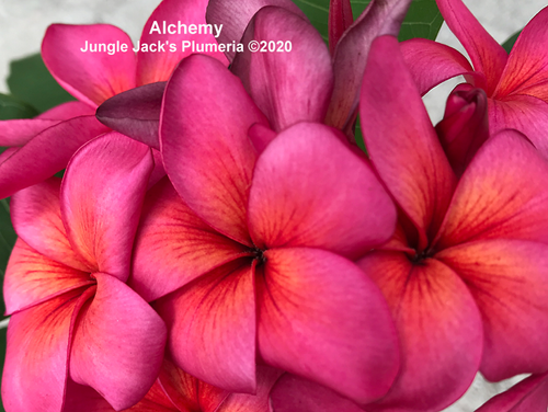 Alchemy plumeria photo