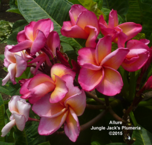 Allure plumeria flower - Jungle Jack source photo