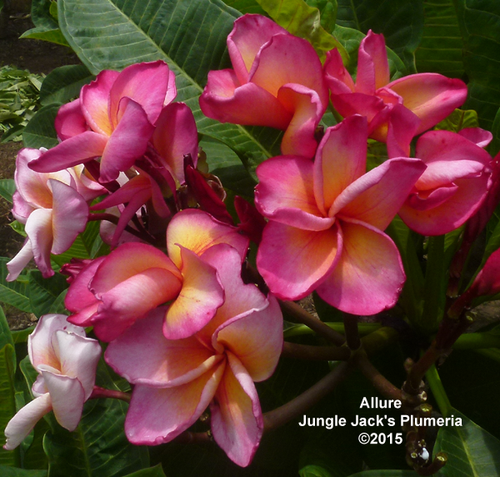 Allure plumeria photo