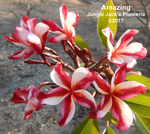 Amazing plumeria photo
