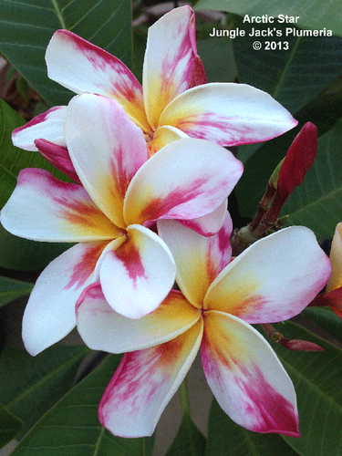 Arctic Star plumeria photo