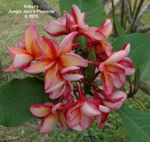 Artistry plumeria