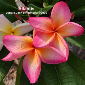 Atlantis plumeria flower - Jungle Jack source photo