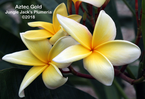 Aztec Gold plumeria flower - Jungle Jack source photo
