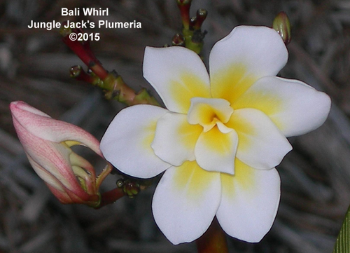Bali Whirl plumeria photo