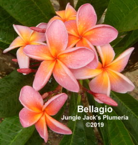 Bellagio thumbnail